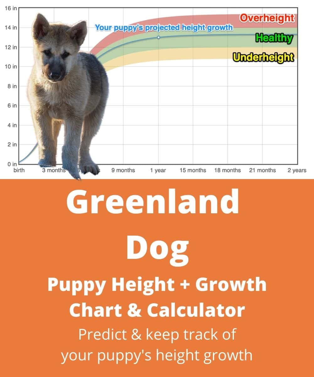 Greenland Husky Height+Growth Chart How Tall Will My Greenland Husky